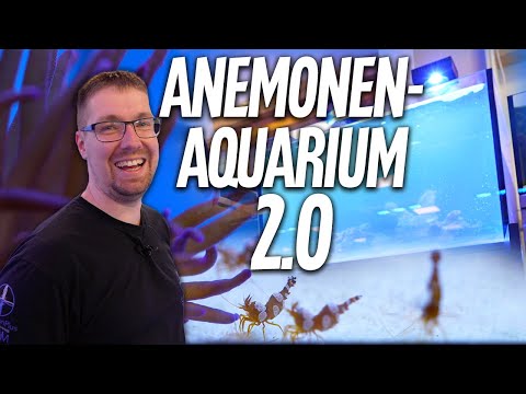 Wir haben wieder ein ANEMONENBECKEN! - Das ist das Red Sea REEFER 300 System G2