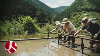 Planting rice by hand in rural Japan