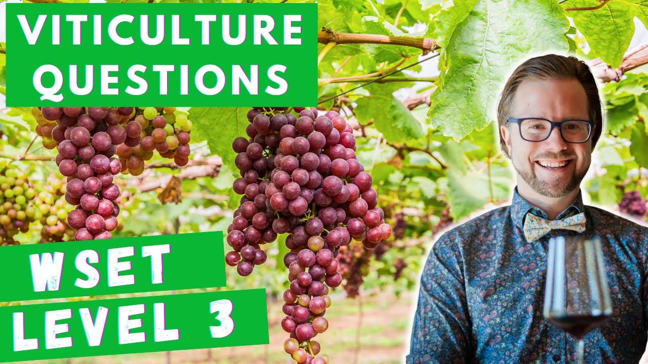 Viticulture Exam Prep | WSET Level 3 Sample Questions 🍇