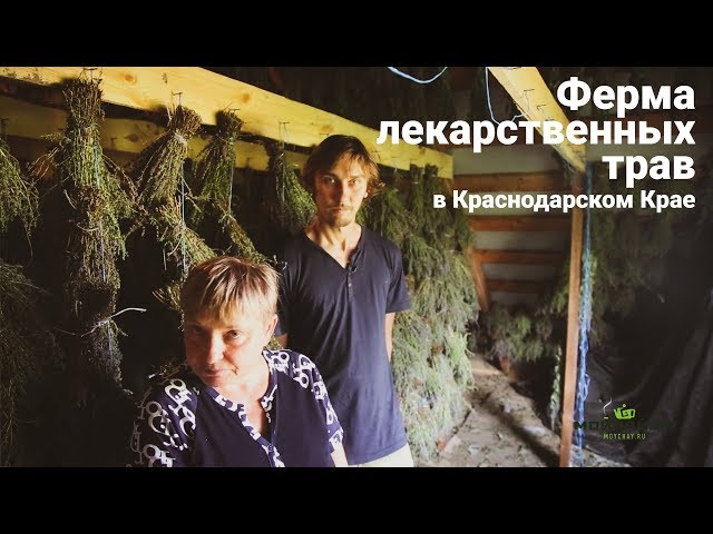 Ферма лекарственных трав в Краснодарском Крае