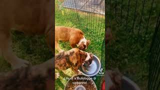 Olde English Bulldogge Puppies Videos