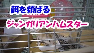 だいず(1F)とあずき(3F)ご飯を食べるジャンガリアンハムスター