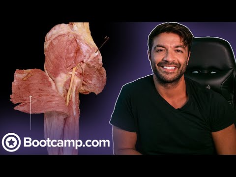 Muscles of the Gluteal Region and their Functions | Cadaveric Anatomy | Med School Bootcamp