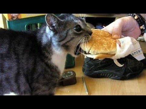 Cat makes eating noise | Cat burps | Cat is chewing constantly | Chewing noises by cat | Cat chews