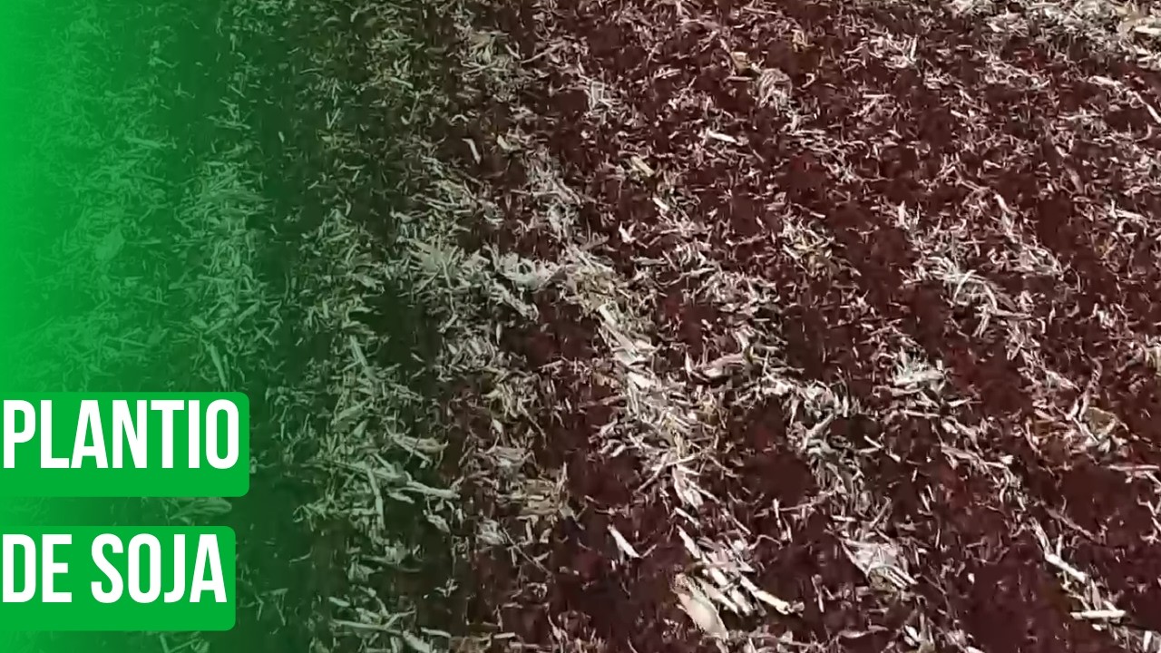 Plantio de soja