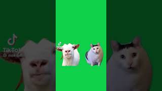 猫ミーム