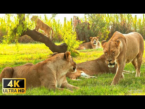 4K African Wildlife: Arusha National Park - Real Sounds of Africa - 4K Video Ultra HD
