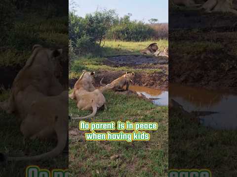 No parent is in peace when having kids😅#funny #animals #animalparents #wildlife #momlife #cubs