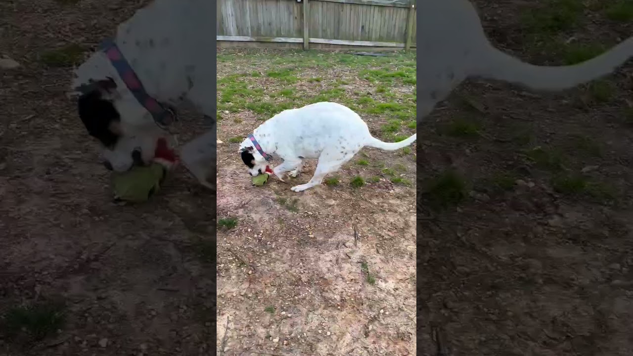 Magnolia, a Adoptable Mixed Breed in Fairfax Station, VA video 6/6