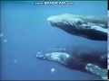 Rocket Classic Sesame Street Kids Footage Of Whales 1979