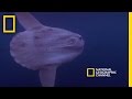 Giant Bizarre Fish | Freaks of Nature