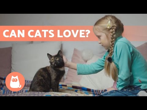Do Cats LOVE US? How Can We Know? - YouTube