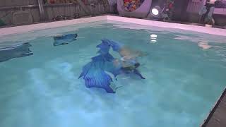 Download lagu 20250618 135807 富桂園水中攝影，藍孔雀美人魚 4K畫質 mp3