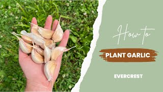 How to Plant Garlic | The EverCrest Journal | EverCrest