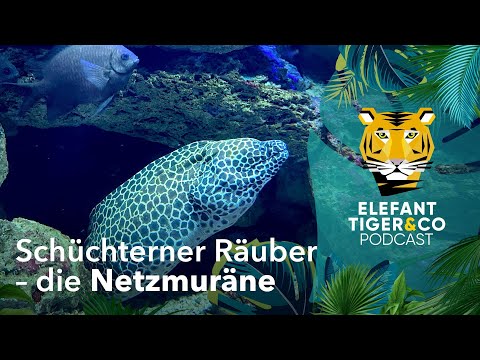 ETC Podcast: Schüchterner Räuber - Die Netzmuräne | Elefant, Tiger & Co. | MDR
