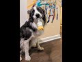 Meet Leonard The Artistic DOG Who Is So Talented He Can Paint While RIDING A HORSE