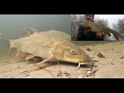 Autumn Barbel Fishing! With under Water footage!