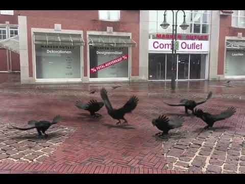 Neulich in BRV, Raben greifen an...