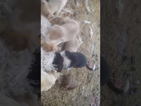 Dog Son eating break fast