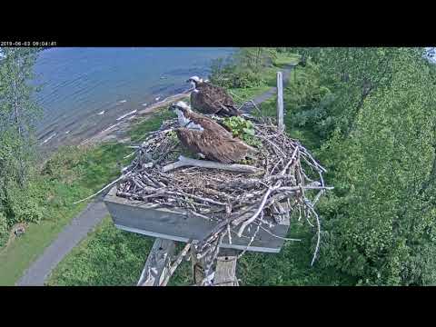 Pair defending nest against intruders. 603 090352 20190603 090605