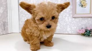 ハーフ犬の動画01