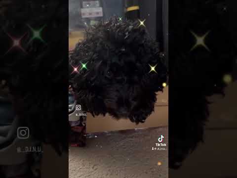 🫶🏻 A house isn't a home without a dog. 🐕