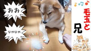 【切実】兄ちゃんVS柴犬、序列は誰が勝つ？ #犬のいる暮らし #犬のいる生活