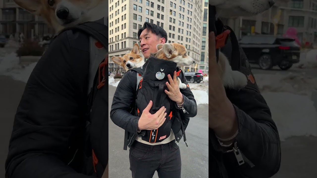 We are always happy to stop to say hi! #corgi #dogs