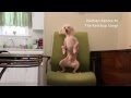 Hairless Dancing Nathan : "The Ketchup Song ...