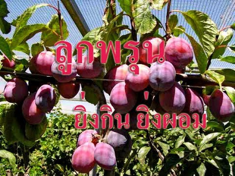 รักษา semilayn สำหรับความแรง Как сделать пластику уздечки члена