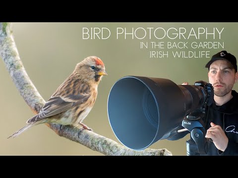 Bird Photography at Home - Irish Wildlife