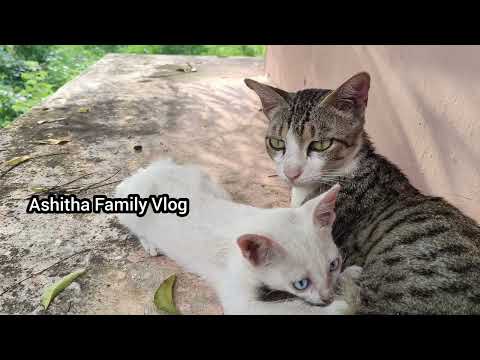 SHOCKING EYE COLOURS OF MUMMY & BABY CATS  #funny #funnyanimals #funnyshorts #funnyvideo