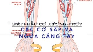 Các cơ sấp và ngửa cẳng tay