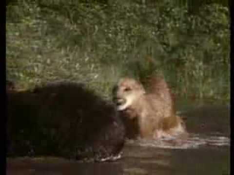 Cougar Cub vs Young Black Bear