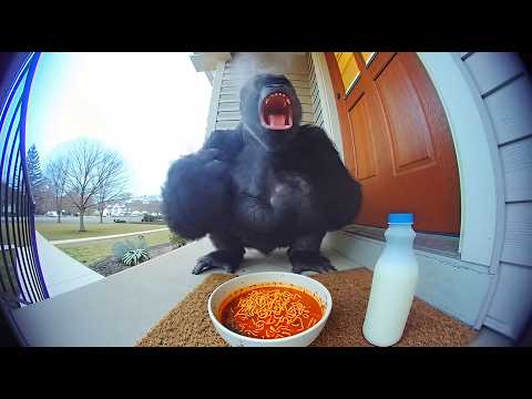 Big Animals Reacting to Spicy Noodles on Ring Cam | Funny CCTV Compilation