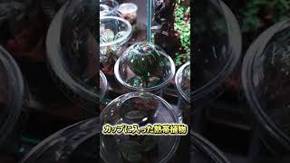 【テラリウム素材】プランツカップ｜初心者でも簡単に使える熱帯植物 #terrarium #shorts