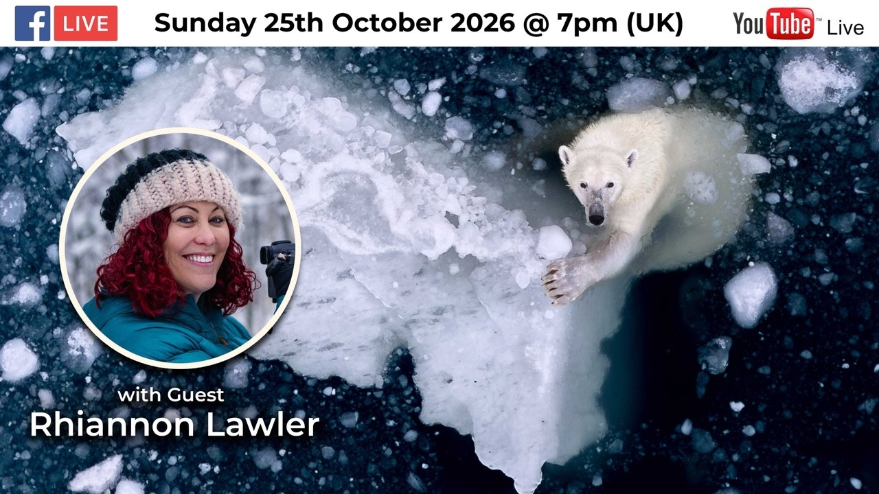 The Patience Behind the Polar Bear | Rhiannon Lawler