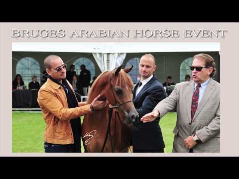 Bruges Arabian Horse Event 2014 - Promo