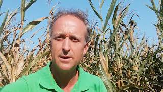 Mr Green presenta la pianta di mais