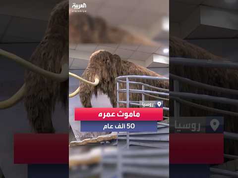 فيديو | اكتشاف ماموث صغير يعود عمره إلى 50 ألف عام في روسيا