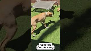 Video preview image #1 Dachsador Puppy For Sale in Mission Viejo, CA, USA