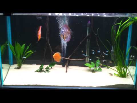 DISCUS AND FRIENDS FISH TANK