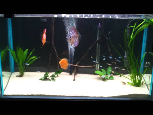 DISCUS AND FRIENDS FISH TANK