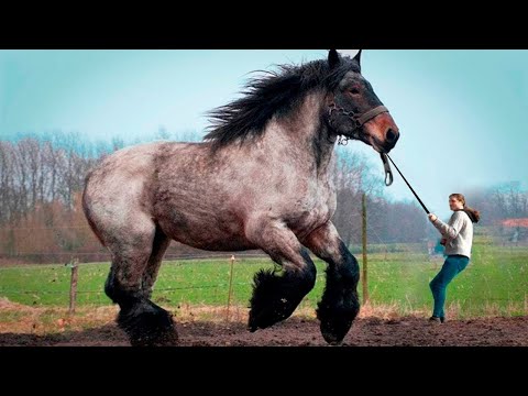 , title : 'Schaut, was das größte Pferd der Welt kann'