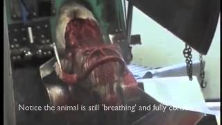 Halal Slaughter -  not viewing for under 18&#39;s or those easily upset