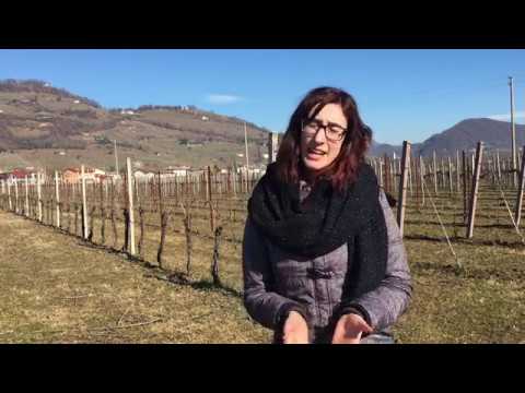 VIDEO PRESENTAZIONE PERLAGE WINERY