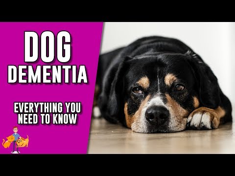 Canine Dementia: everything you need to know about senility in dogs