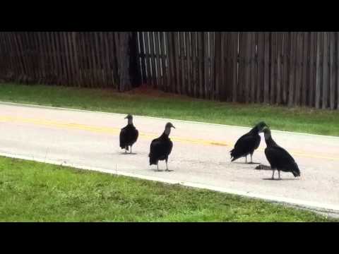 Florida Turkey Vultures and Road Kill Up Close