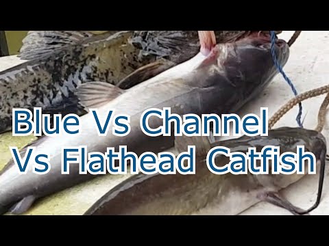 How to Tell the Difference Between a Blue, Channel, and Flathead Catfish