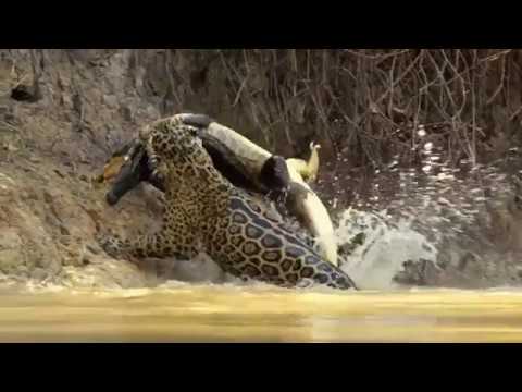 Jaguar vs croco combat à mort!!! incroyable!!